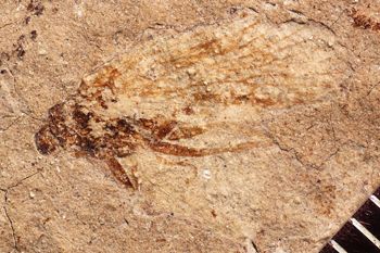 Media type: image;   Entomology PALE-355